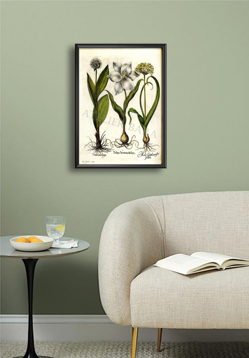 Z herbáře - tulipán — foto 5