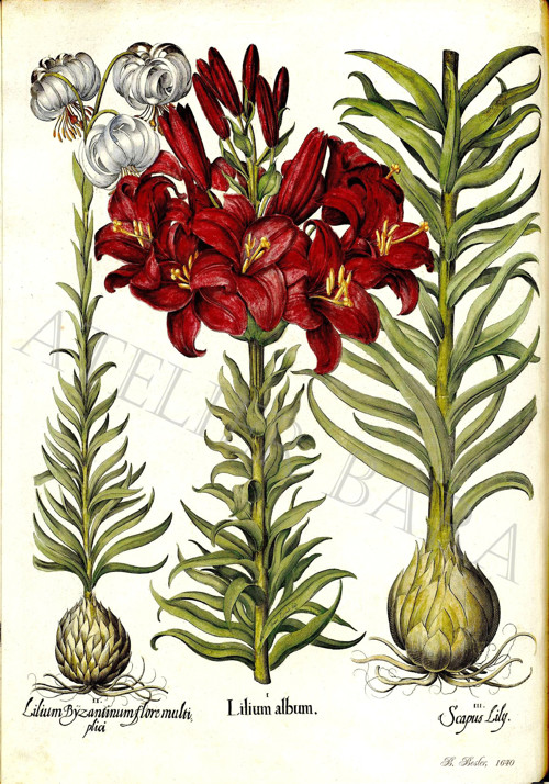 Z herbáře - lilie — foto 2