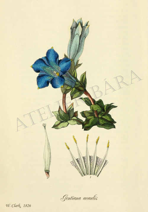 Z herbáře - hořec — foto 2