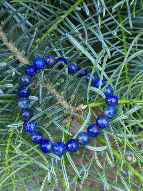 Lapis lazuli — foto 5