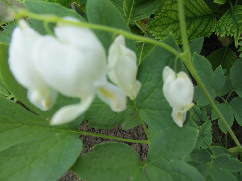 Náušničky klamavé — foto 3