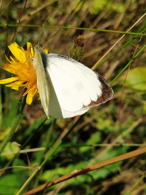 Bělásek a moucha mají hody... — foto 4