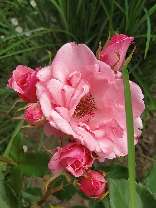 Růže růžová — foto 2