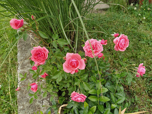 Růže růžová — foto 3