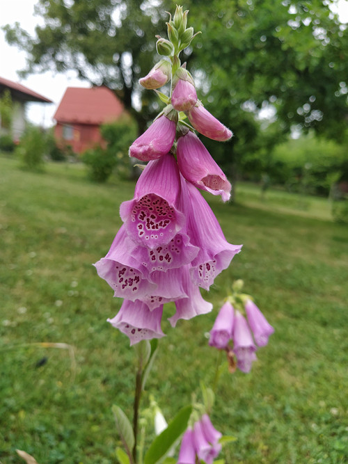 Zvonky štěstí... — foto 2