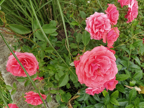 Růže růžová — foto 4