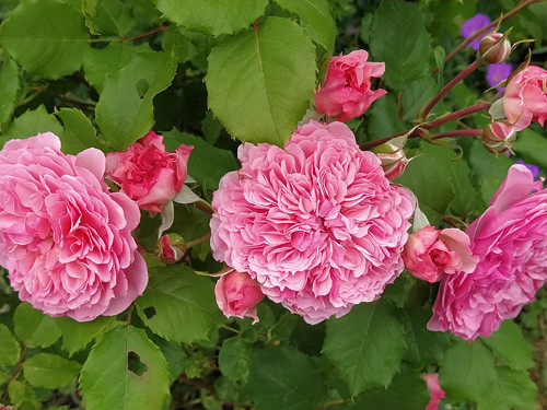 Růže růžová — foto 5