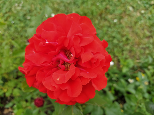 Královna květin — foto 5