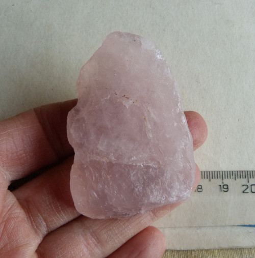 Růženín surový - 6 cm — foto 2
