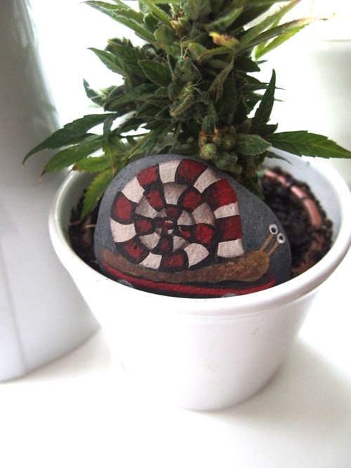 Sk8 Snail — foto 3