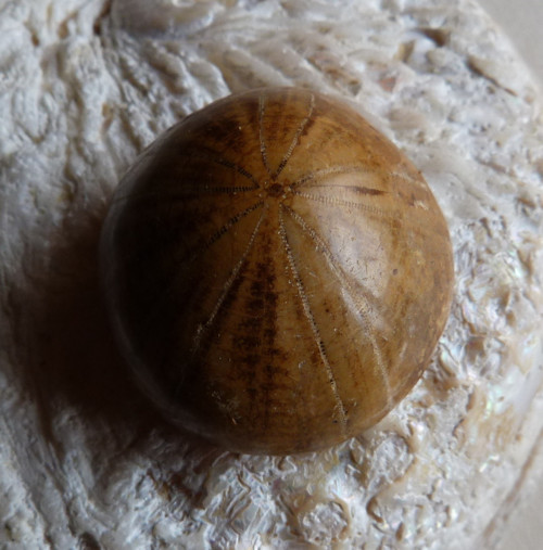 Fosilní ježovka - 3,1 cm — foto 5