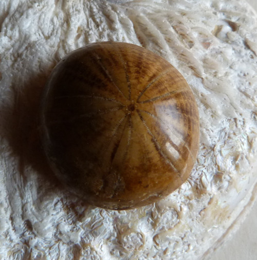 Fosilní ježovka - 3,1 cm — foto 2