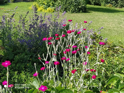 Cítíte tu vůni...? — foto 3