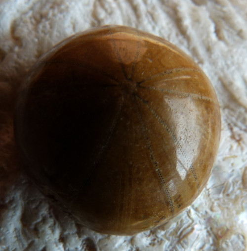 Fosilní ježovka - 2,5 cm — foto 2