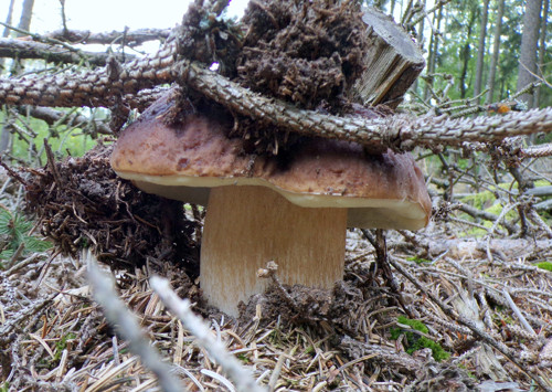 Hřib smrkový v octě, 260 gramů — foto 6