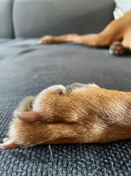 Náušnice tlapky — foto 6