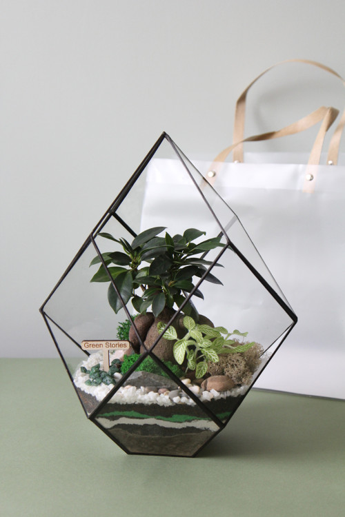 DIY sada + terárium s bonsají — foto 4