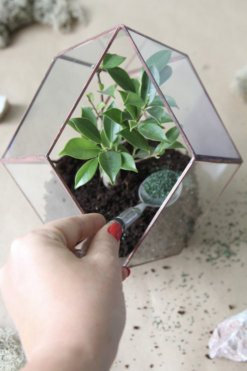 DIY sada + terárium s bonsají — foto 3