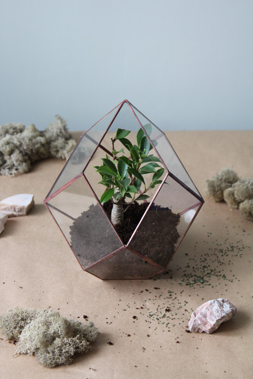 DIY sada + terárium s bonsají — foto 2