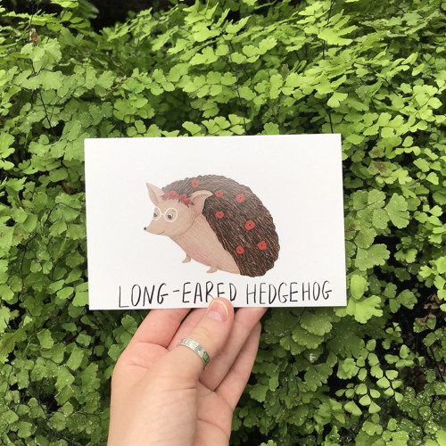 Pohlednice Long-eared Hedgehog — foto 2