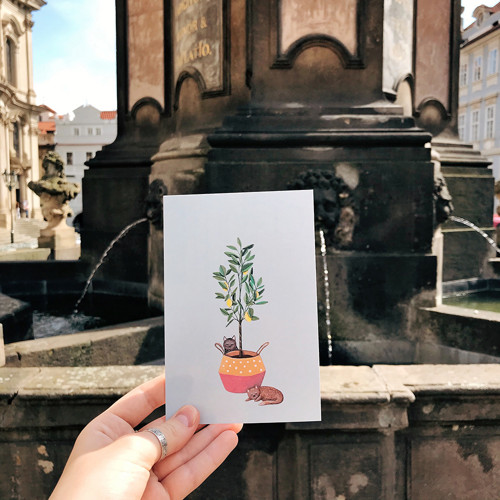 Pohlednice Citronovník — foto 2