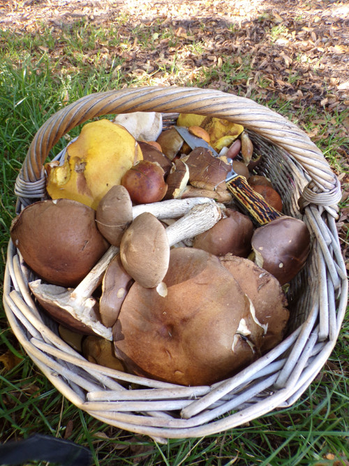 Kozák březový v octě, 260 gramů — foto 6