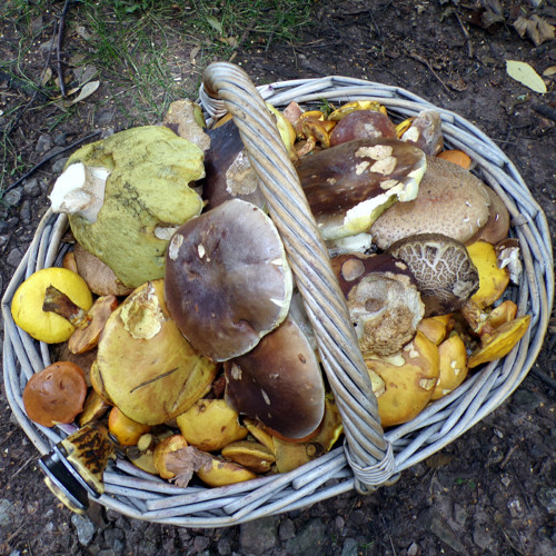 Klouzek strakoš, 260 gramů — foto 3