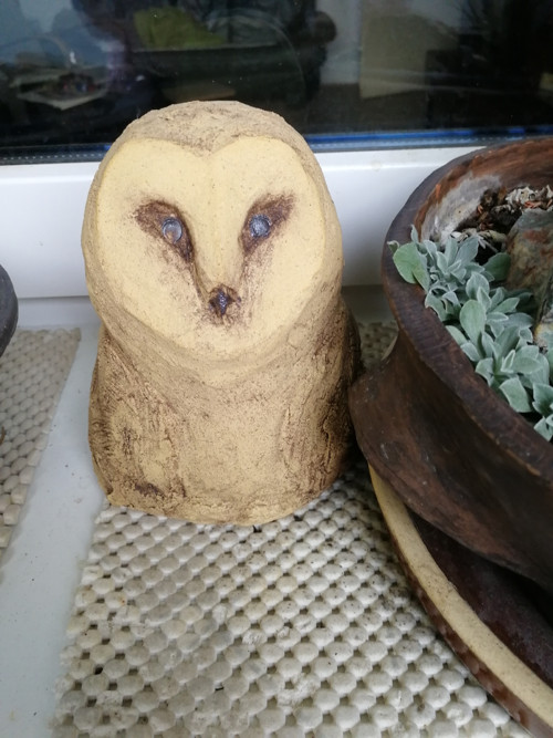 Sova světlá — foto 3
