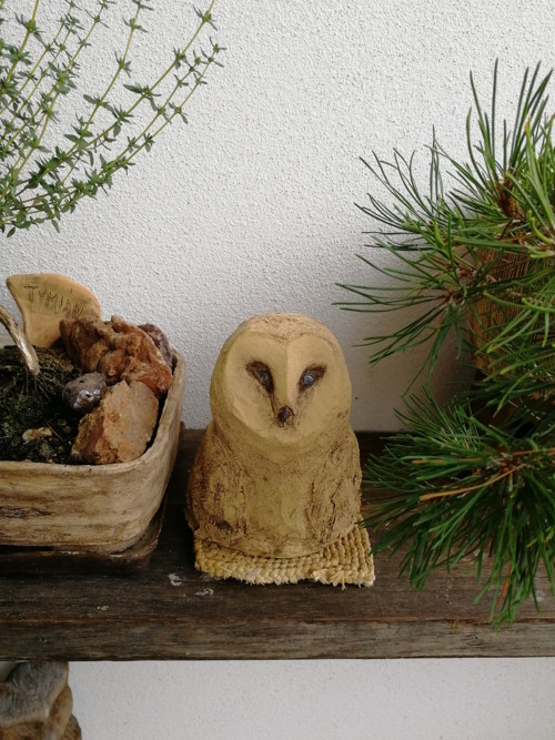 Sova světlá — foto 4