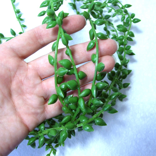Senecio - převis 85 cm — foto 3
