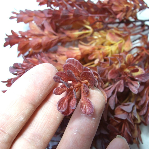 Podzimní buxus — foto 2