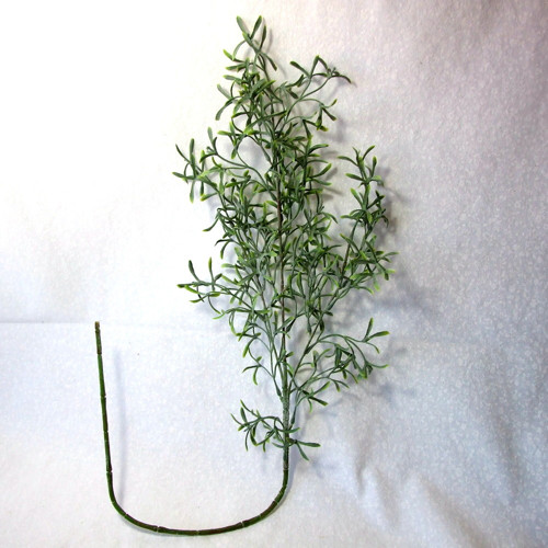 Falcatus zelený — foto 2