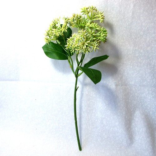 Skimmia bílá — foto 2