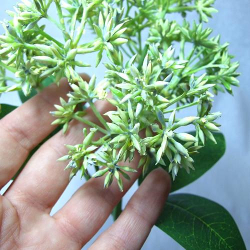 Skimmia bílá — foto 3