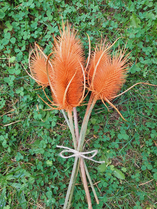 Bodlák barvený - oranžový — foto 2