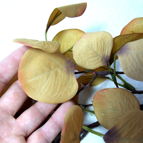 Podzimní eukalyptus okrový — foto 2