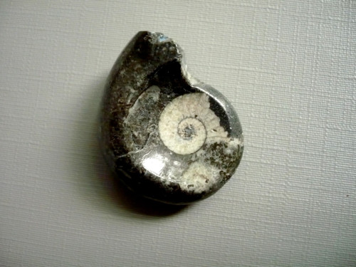 Goniatit 30 mm, č.14f — foto 2