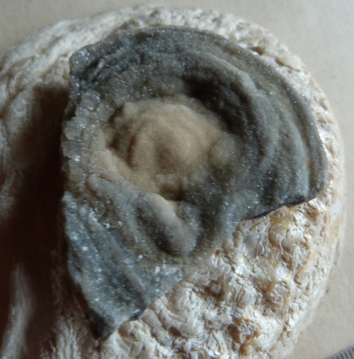 Chalcedon hadí oko - 5,7 cm — foto 4