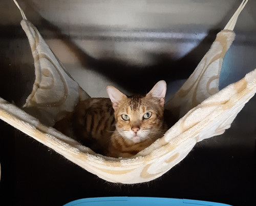 Hamaka - limetka — foto 4