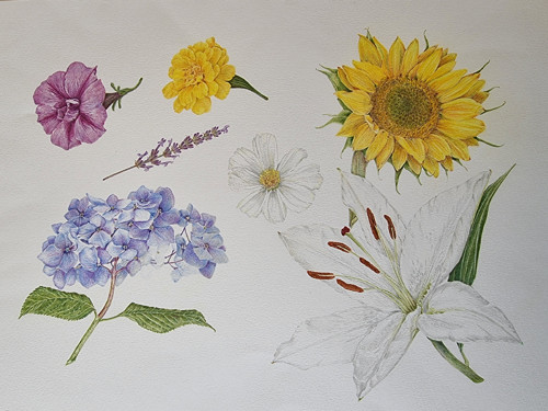 Kurs botanicke kresby Herbarium — foto 2