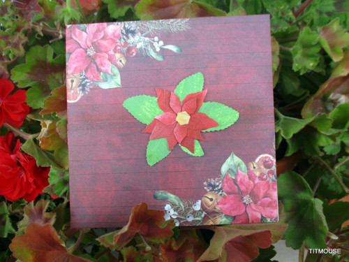 Poinsettie — foto 4
