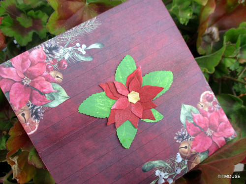 Poinsettie — foto 2
