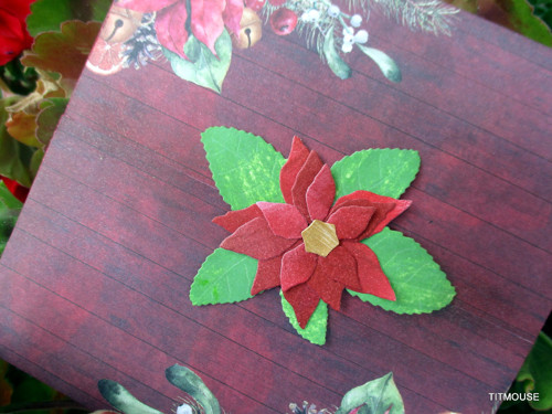 Poinsettie — foto 3