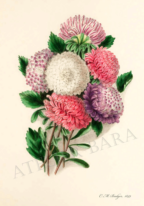Z herbáře - astra — foto 2