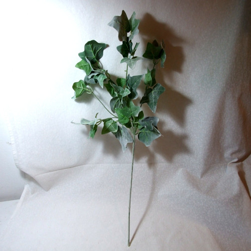 Břečťan s jinovatkou 60 cm — foto 3