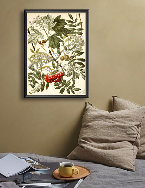 Z herbáře — foto 3