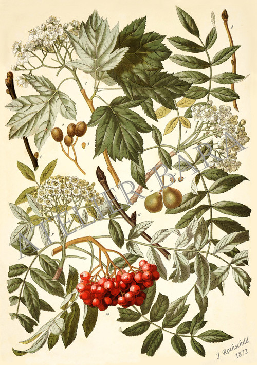 Z herbáře — foto 2