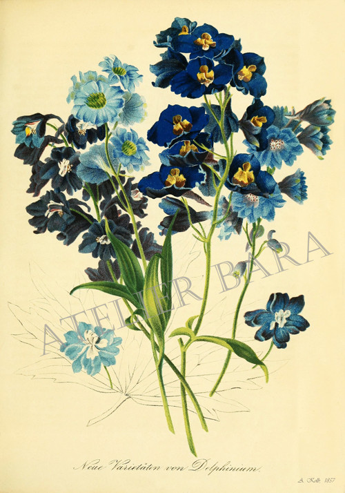 Z herbáře - stračka — foto 2