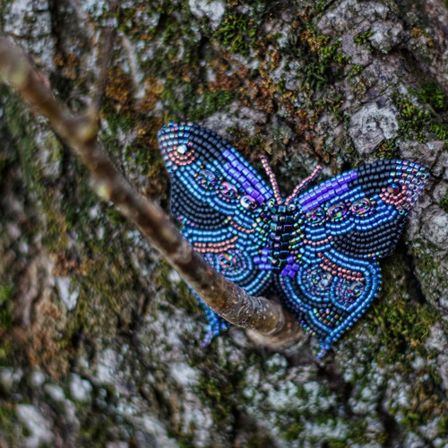 Pestrokřídlec modročerný... brož — foto 5