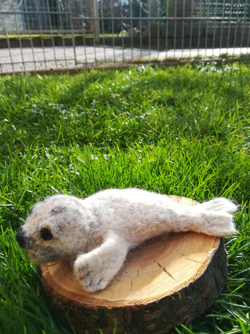 Tuleň Eda — foto 5